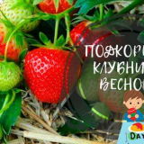 Hnojení jahod na jaře pro velkou úrodu